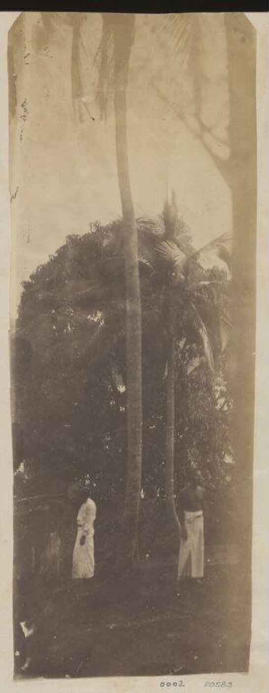 Julia Margaret Cameron, Scene in Ceylon with Trees