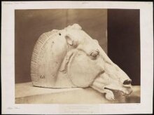 Head of one of the horses of the car of Silene thumbnail 1