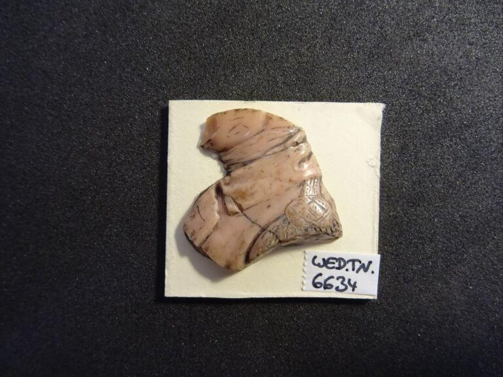 Wax model