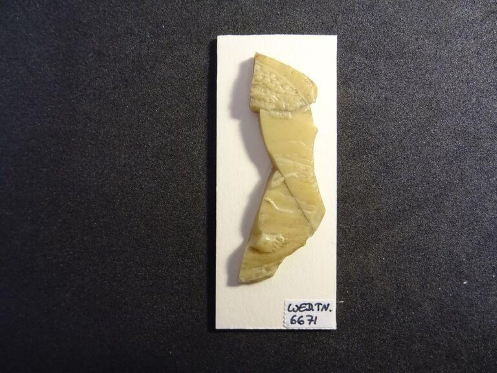 Wax model