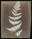 Buckler Fern thumbnail 2