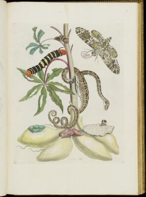 Over de voortteeling en wonderbaerlyke veranderingen der Surinaamsche insecten