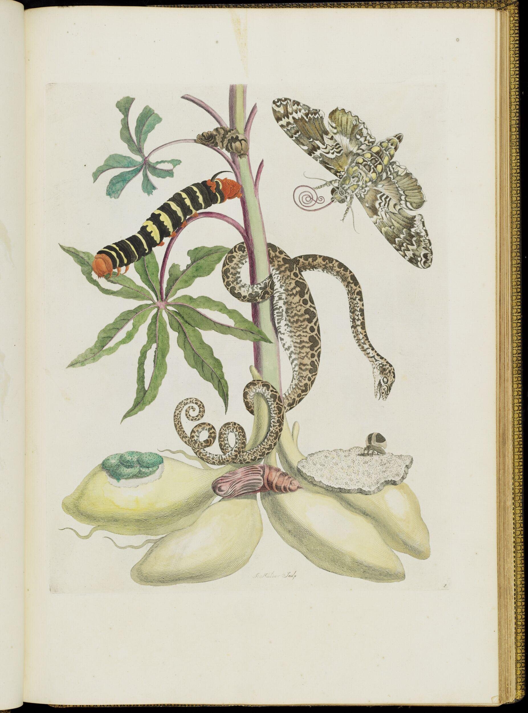 Over de voortteeling en wonderbaerlyke veranderingen der Surinaamsche insecten