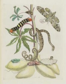 Over de voortteeling en wonderbaerlyke veranderingen der Surinaamsche insecten thumbnail 1