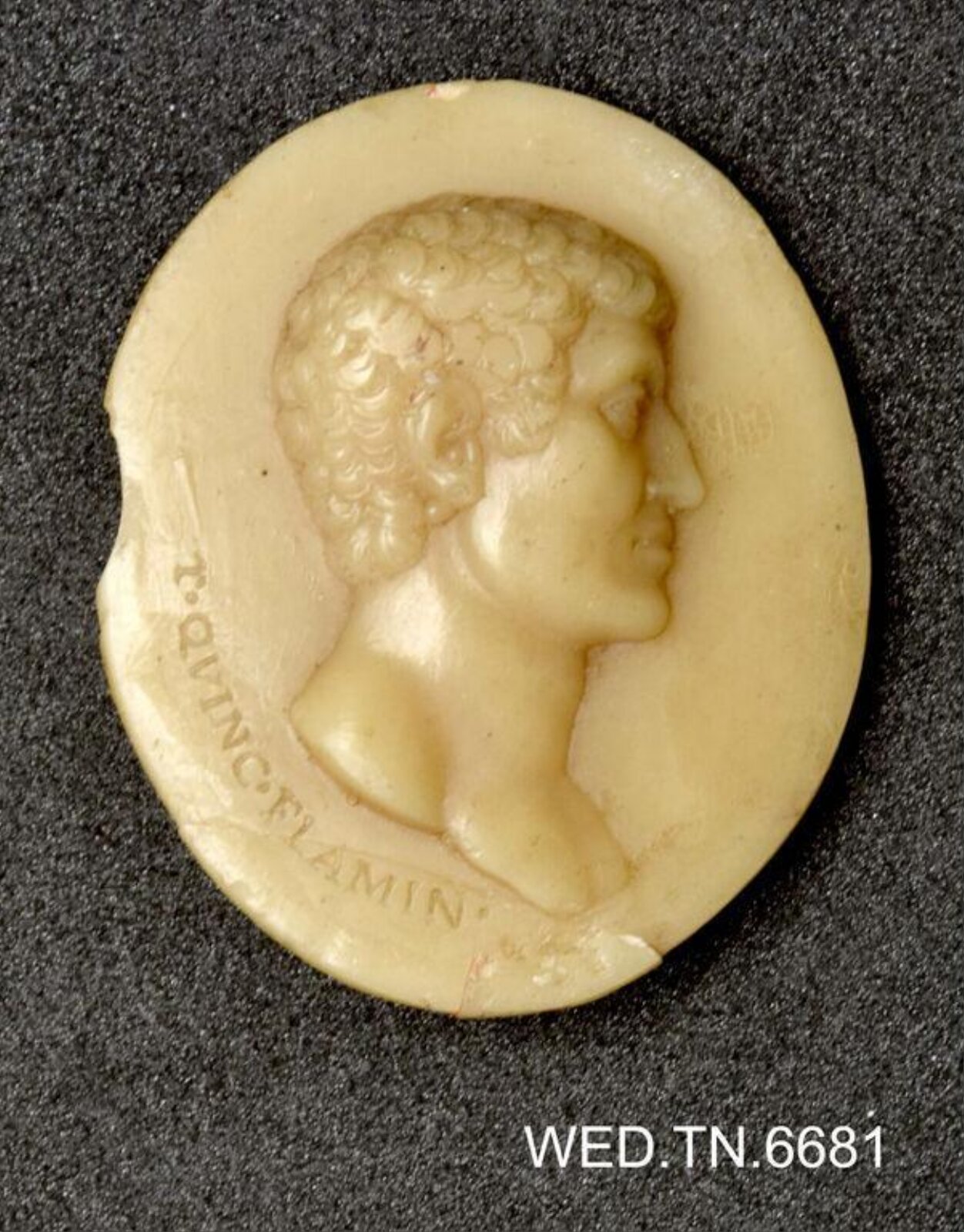 Wax model