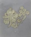 Set of Lace Sprigs thumbnail 2
