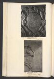 Tombstone of a lector at Bologna University thumbnail 2