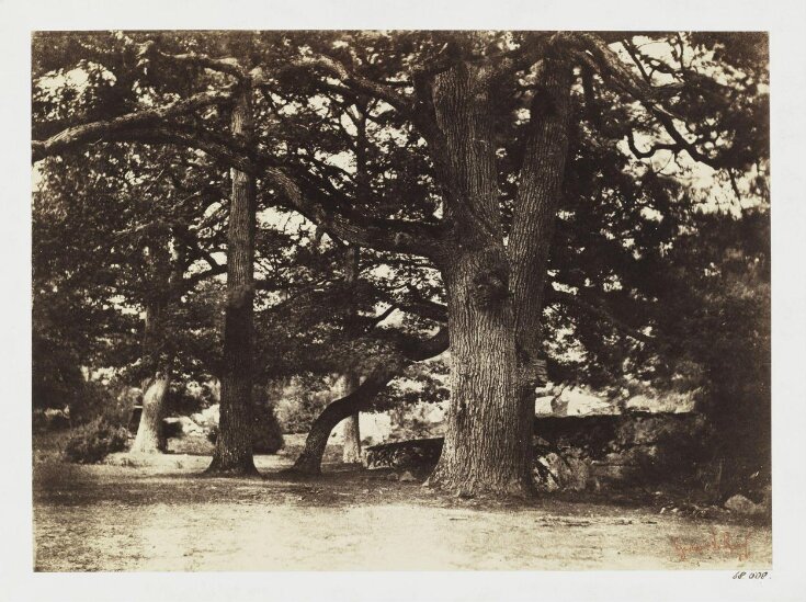 Study of an Oak Tree (Bas-Breau, Forest of Fontainebleau) top image