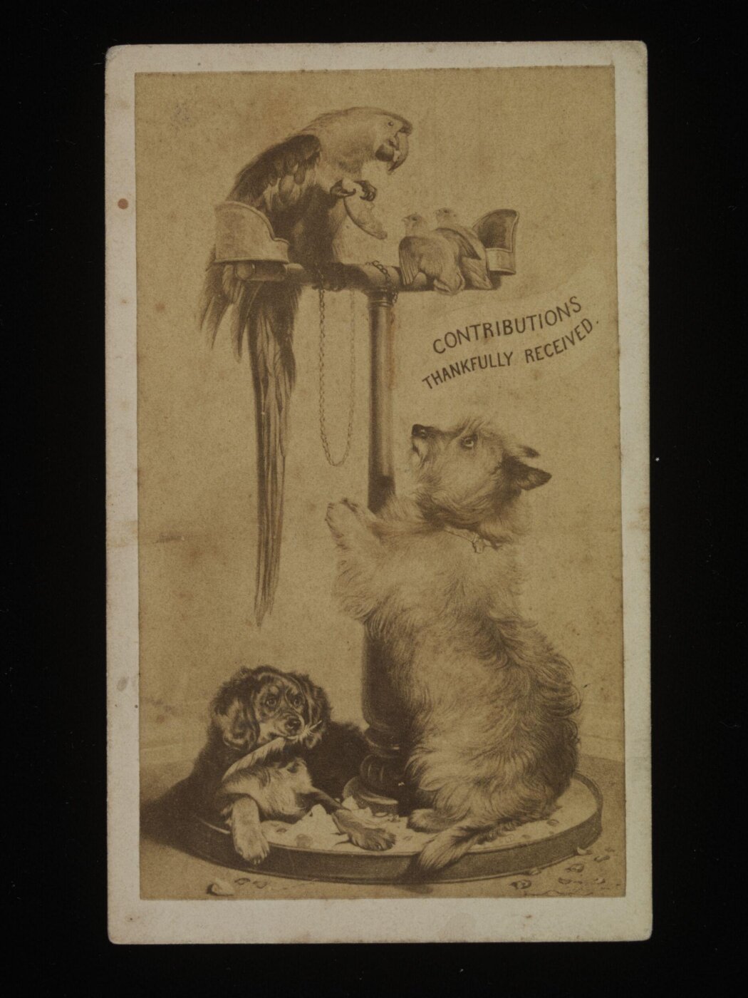 Unknown, Drawing of Two Dogs and a Parrot