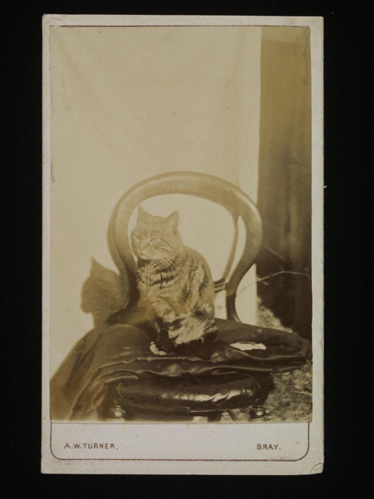 Cat Seated on a Chair top image