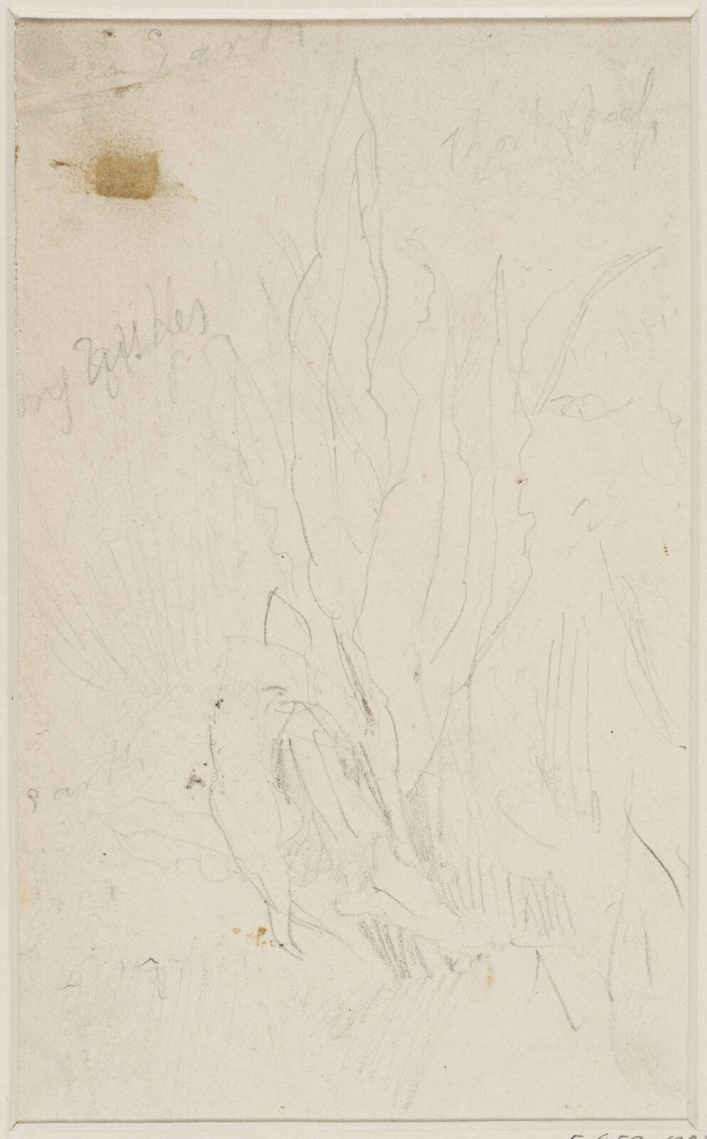 Earth long rushes etc., John Sell Cotman, ca. 1800-42