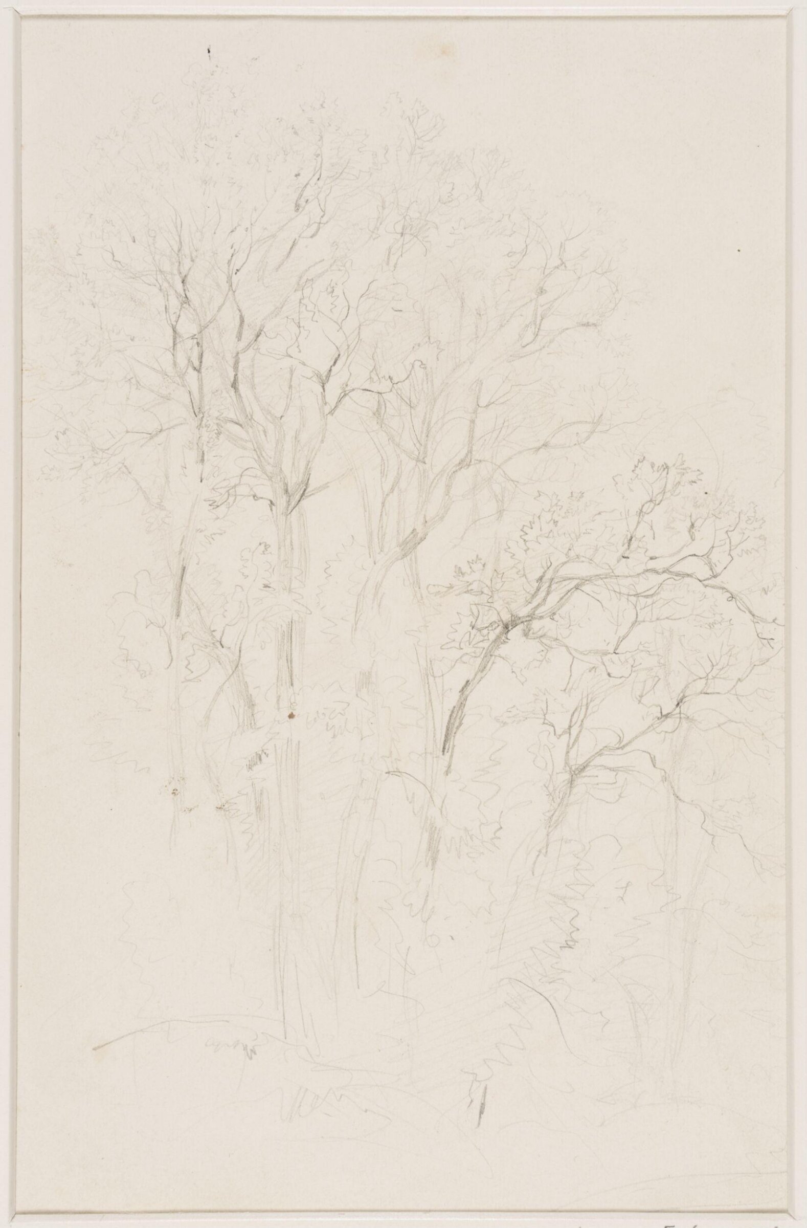 Study of trees, Thomas Sidney Cooper, mid 19th century