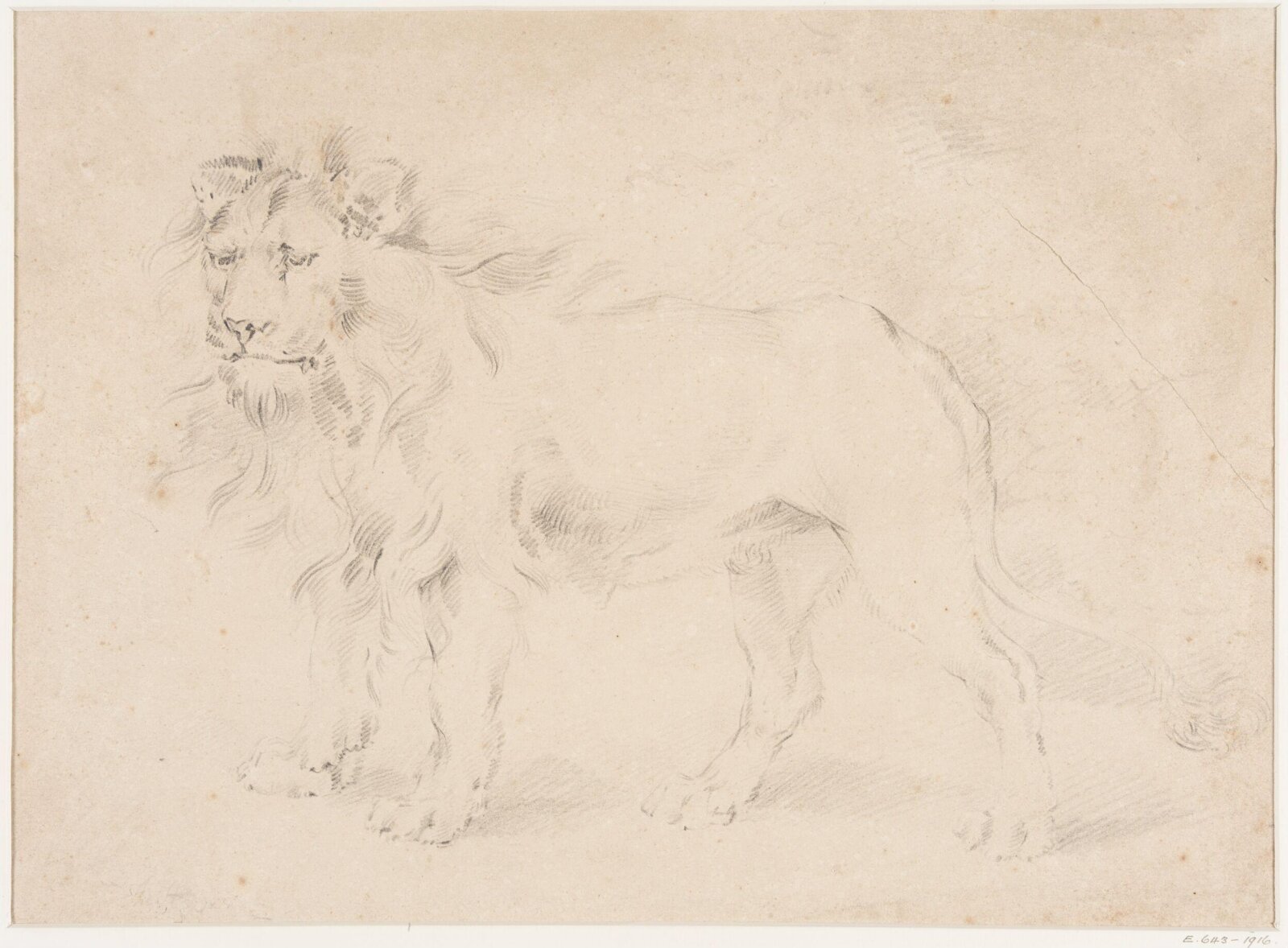 Study of a lion, Thomas Sidney Cooper, mid 19th century