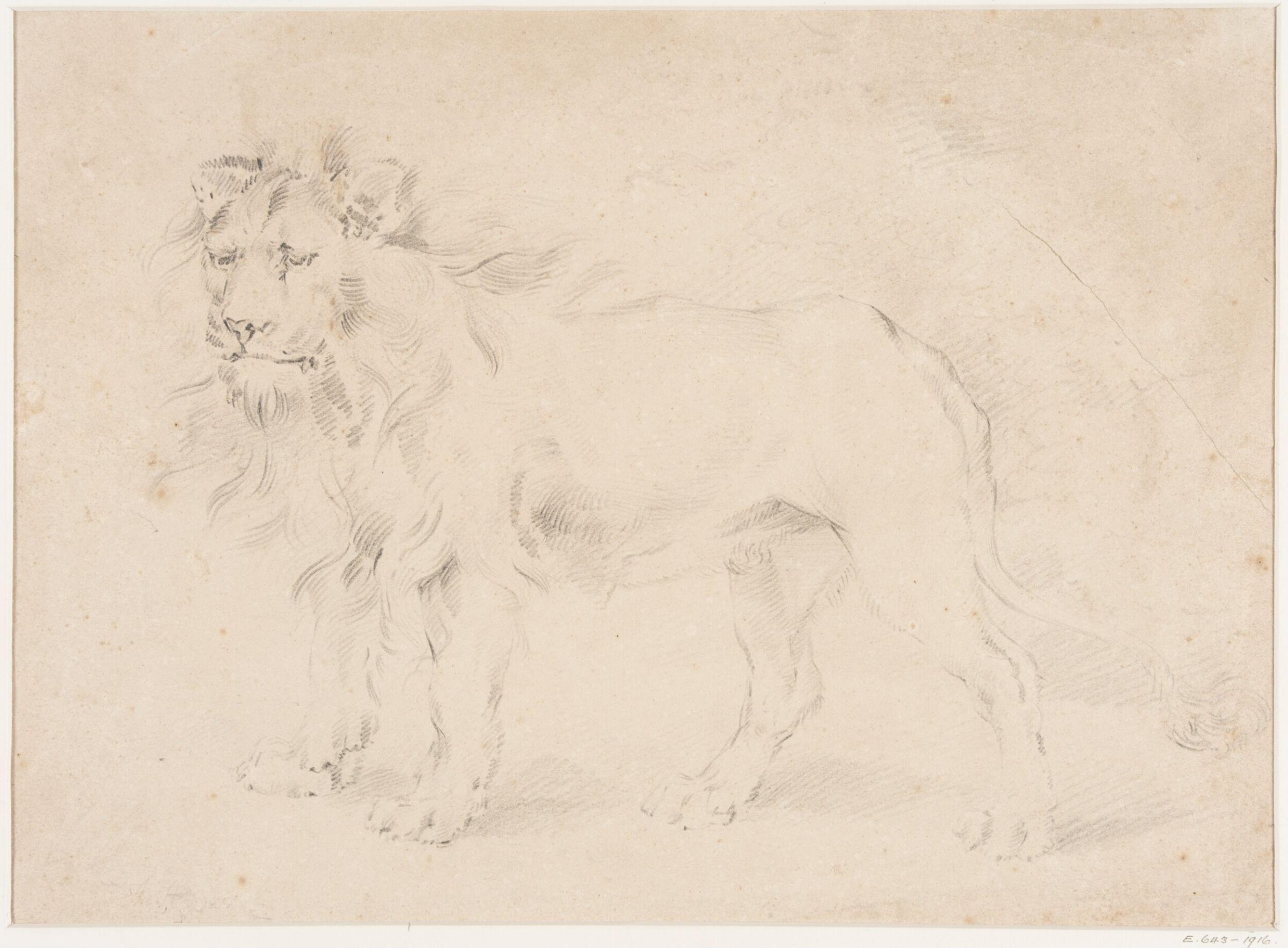 Study of a lion, Thomas Sidney Cooper, mid 19th century