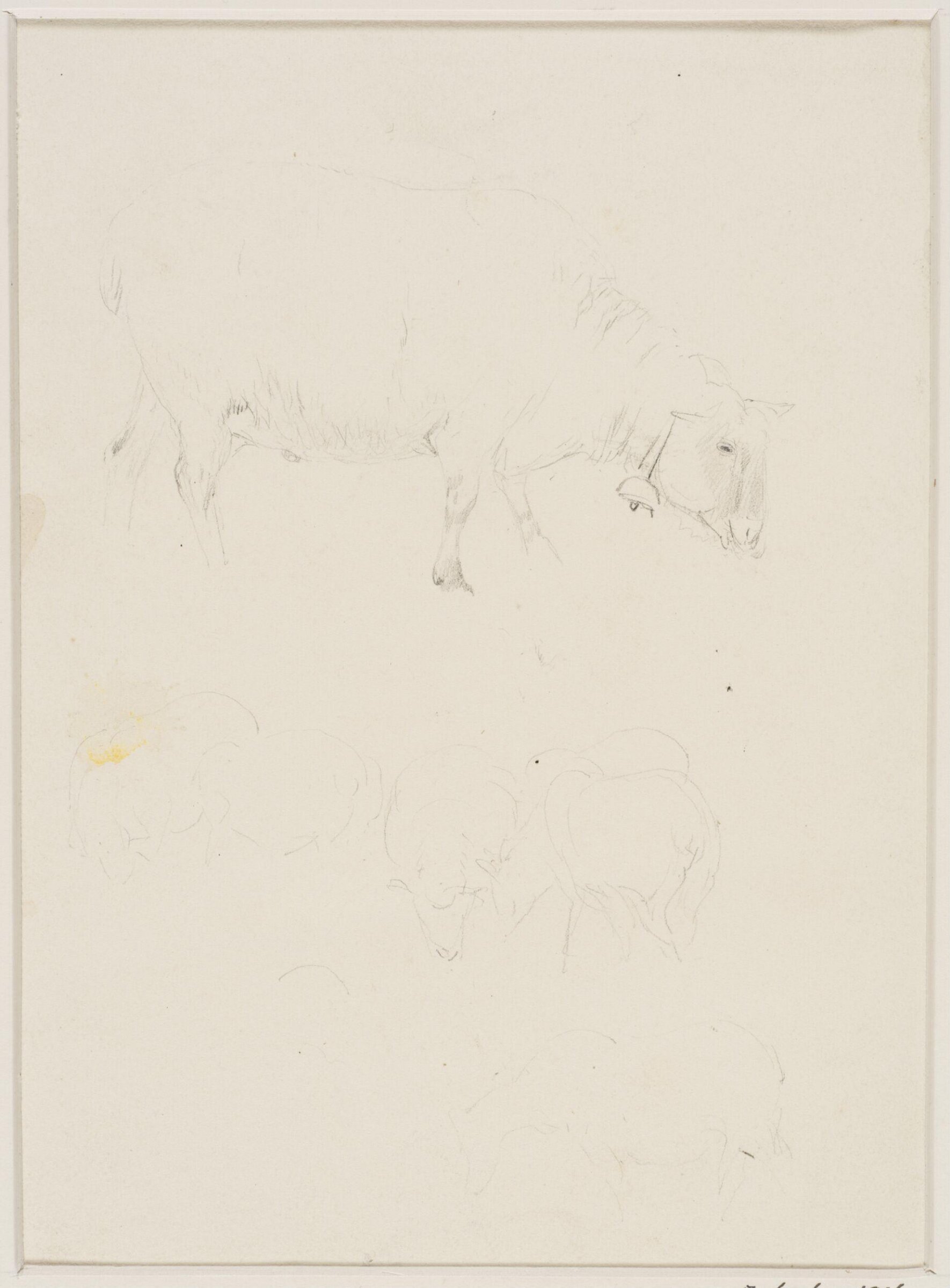 Sketches of sheep, Thomas Sidney Cooper, mid 19th century