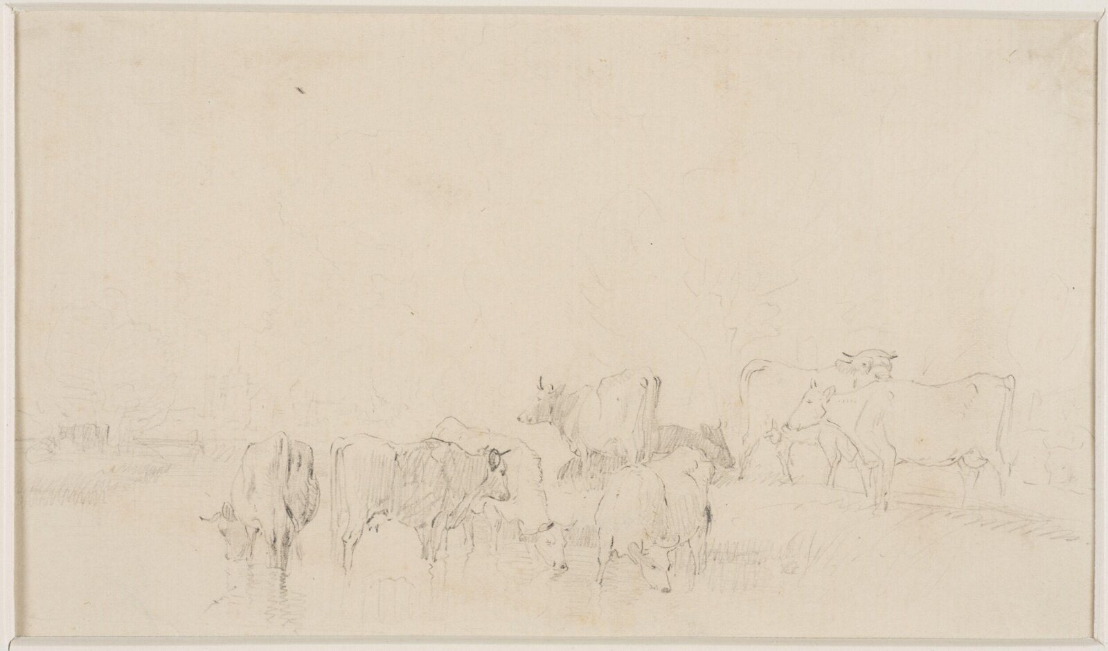 Sketch of cattle, Thomas Sidney Cooper, mid 19th century