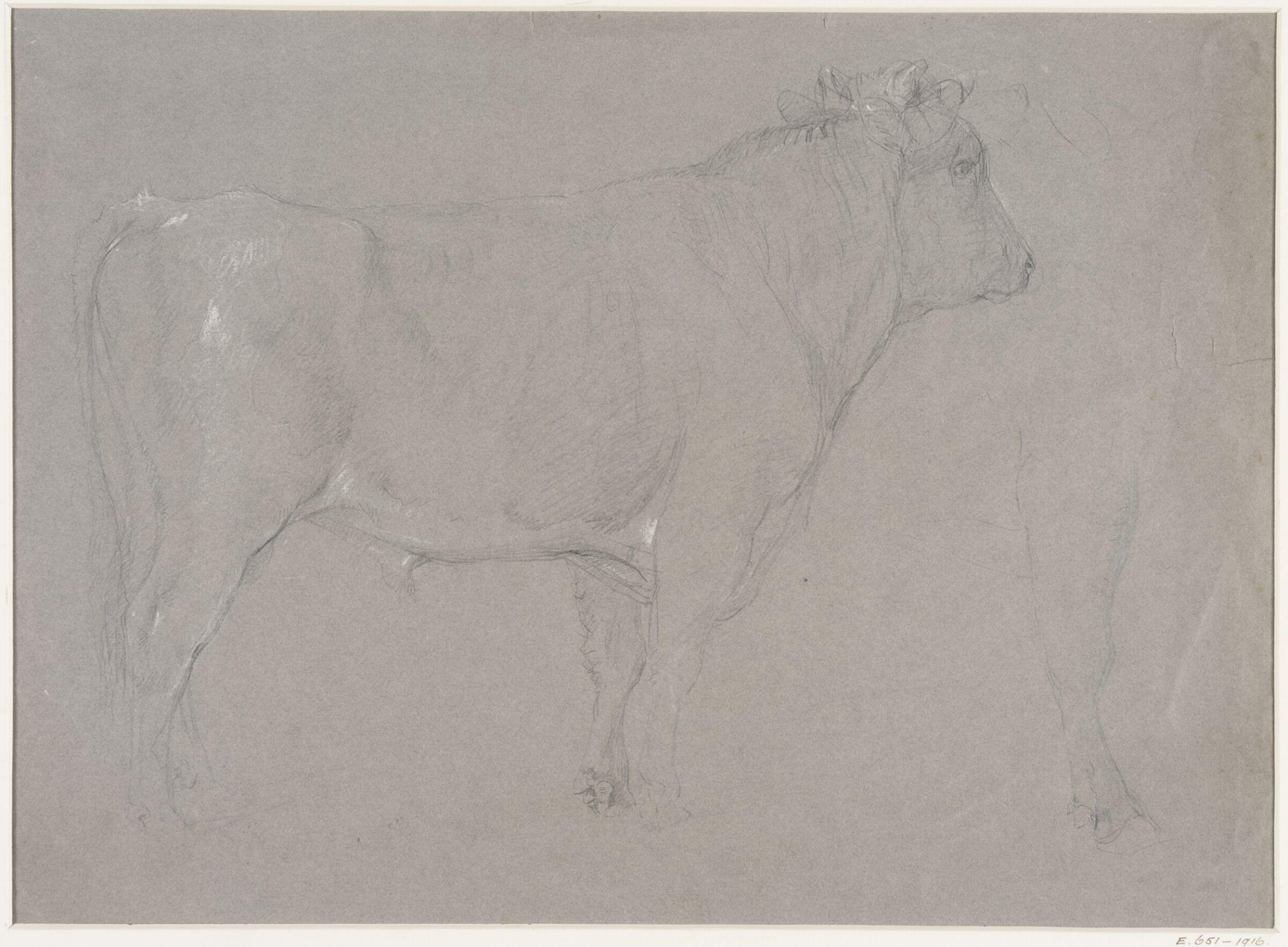 Study of a bull, Thomas Sidney Cooper, mid 19th century