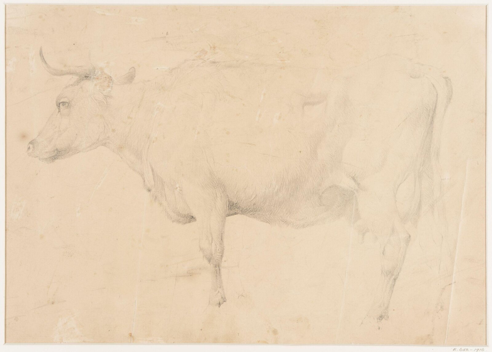 Study of a cow, Thomas Sidney Cooper, ca. mid 19th century