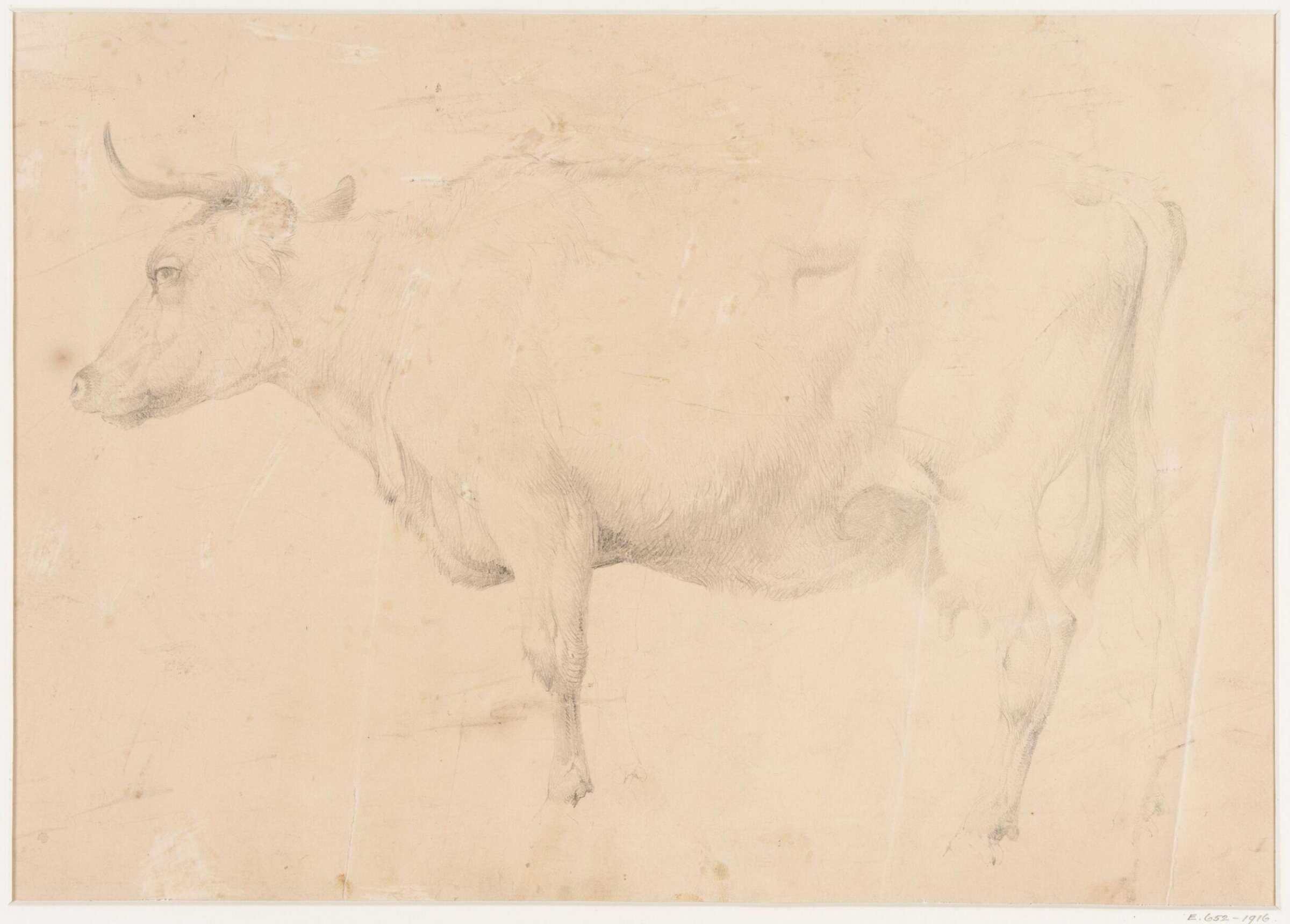 Study of a cow, Thomas Sidney Cooper, ca. mid 19th century