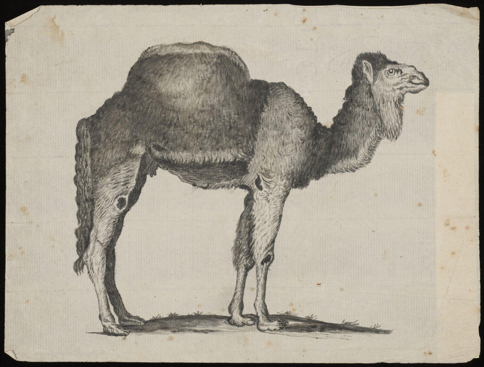 Drawing, mid 18th century