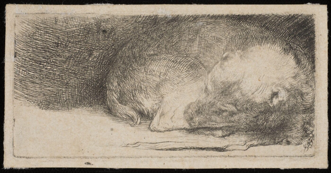 Rembrandt van Rijn, Sleeping puppy