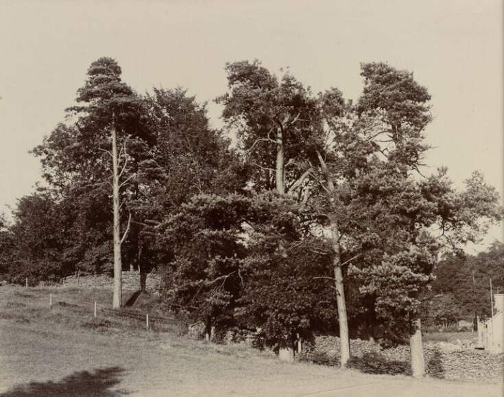 View of trees near Eeswyke, Near Sawrey top image