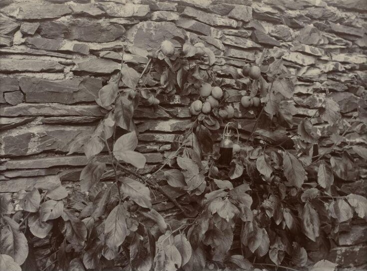 Plums growing against a dry stone wall top image