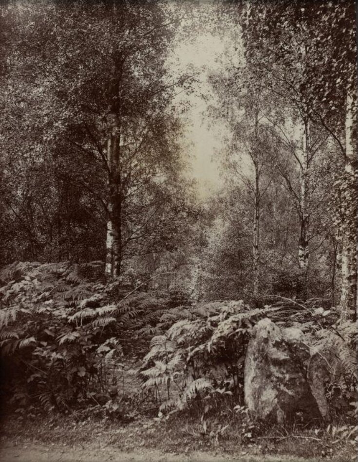 View of trees and ferns in a wood in Perthshire top image