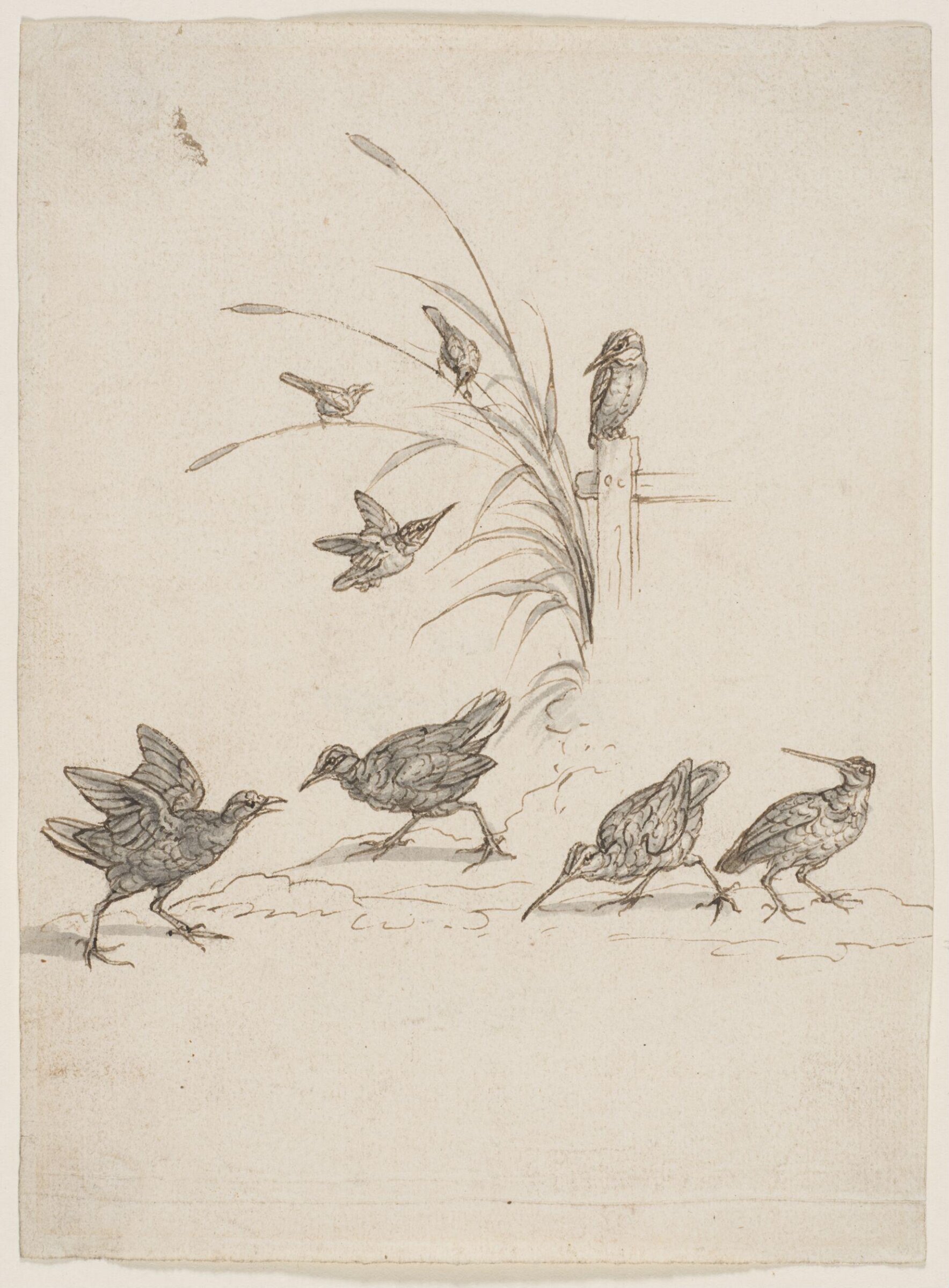 Drawing of curlews, kingfishers and other birds, Francis Barlow, c.1650-1704