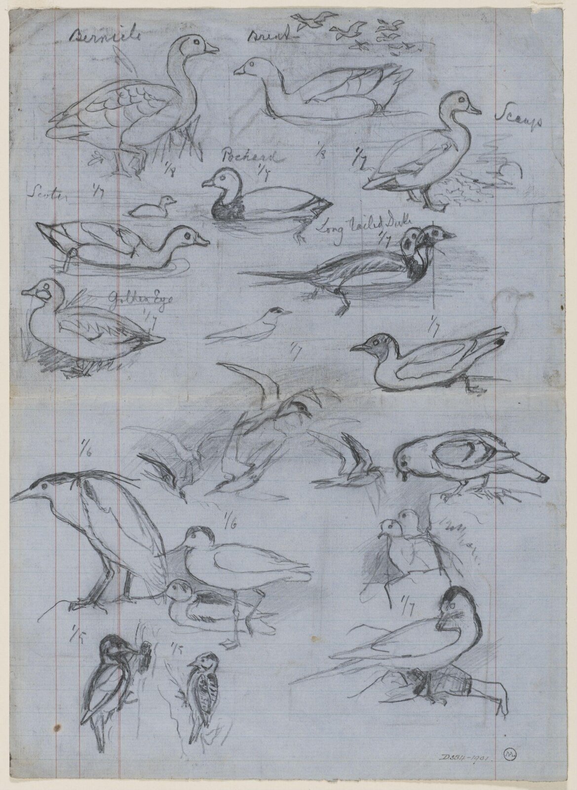 Drawing