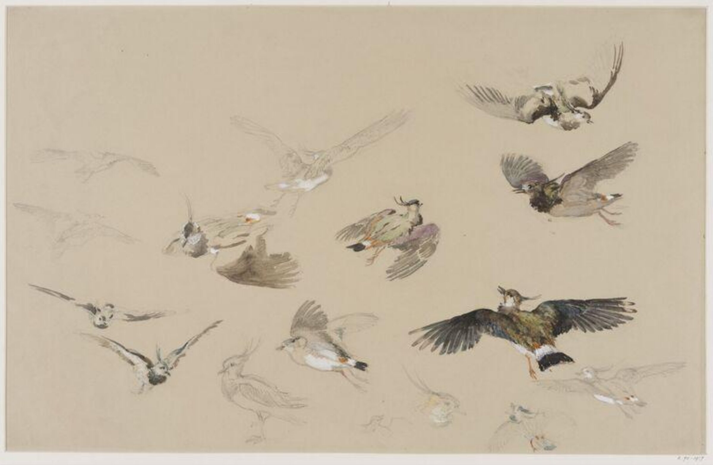 Drawing, Charlotte Horne Spiers, c. 1873-1914