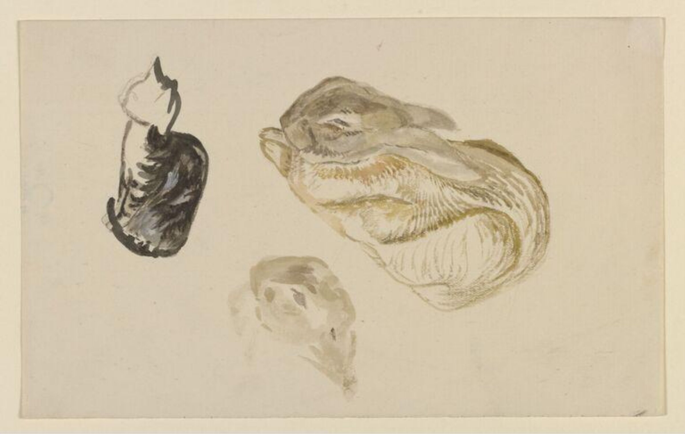 Studies of a rabbit and a cat, Beatrix Potter, late 19th century-early 20th century