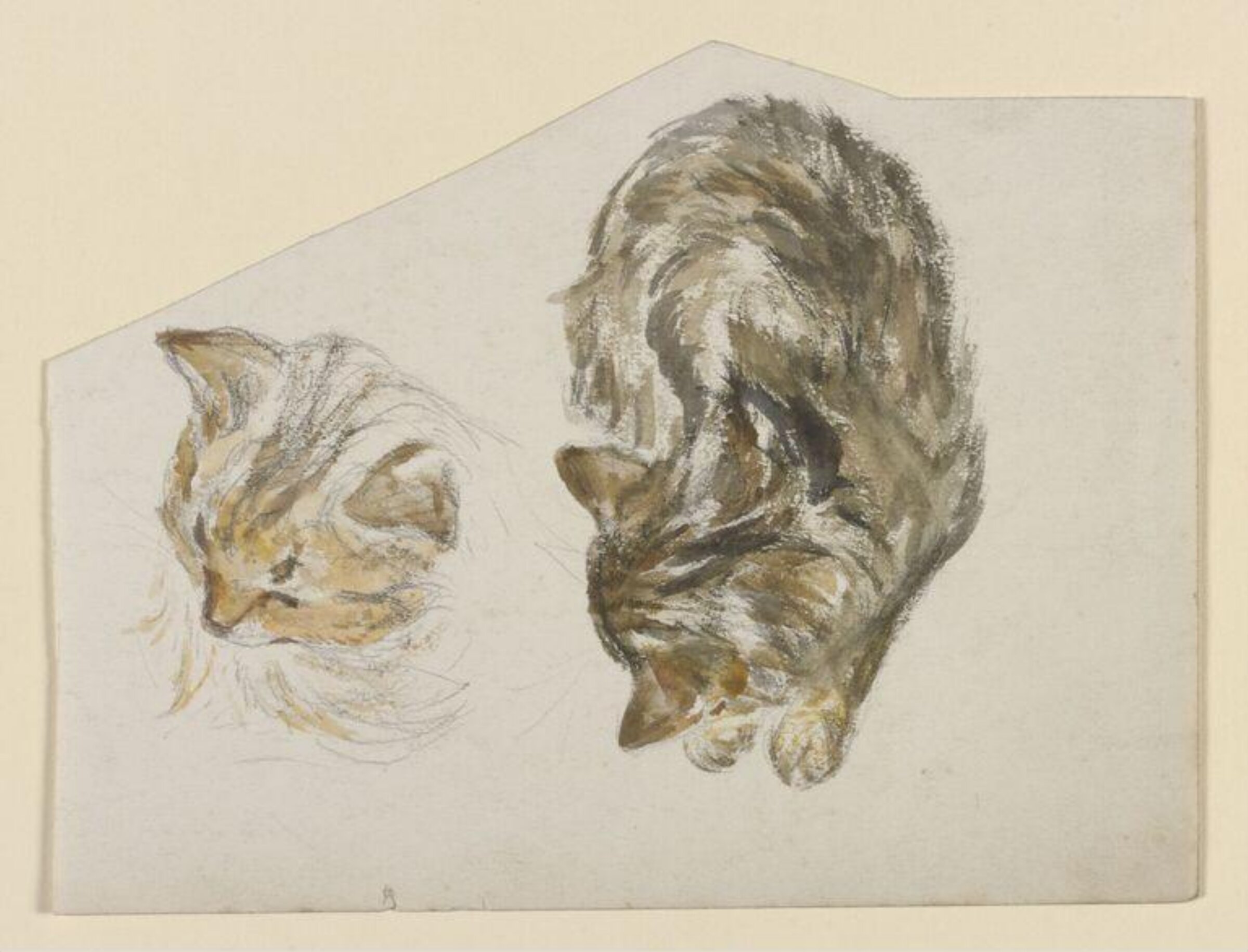 A kitten sleeping; head of a kitten, Beatrix Potter, late 19th century-early 20th century