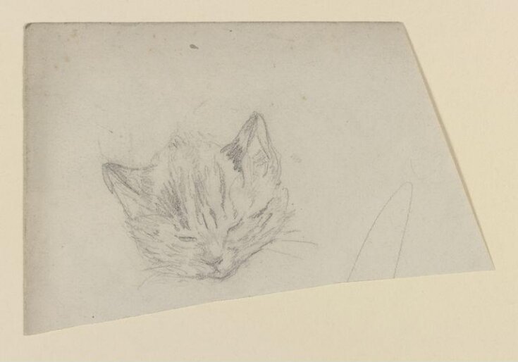 Study of the head of a kitten top image