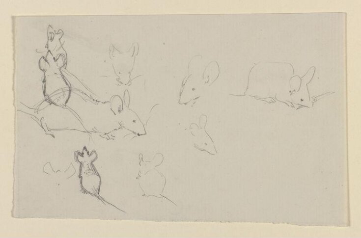 Studies of mice top image