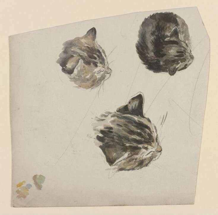 Studies of the head of a kitten top image