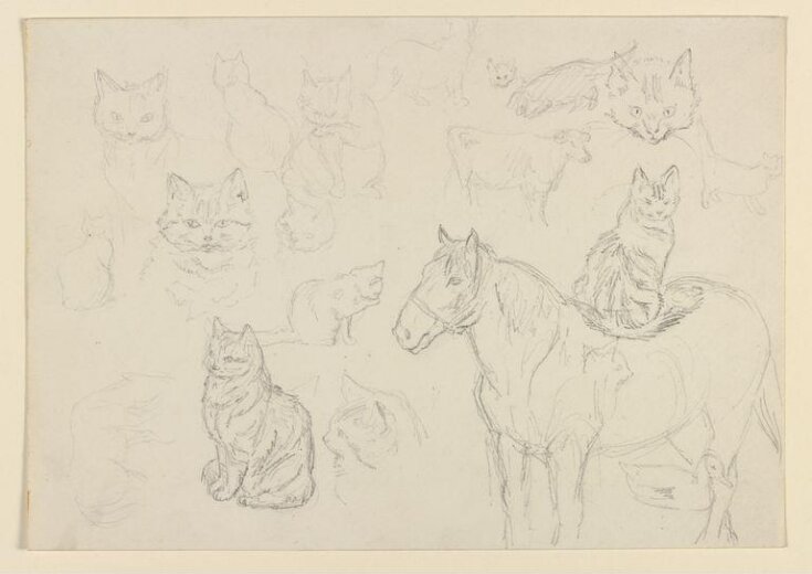 Cats, horses, a duck and a cow top image