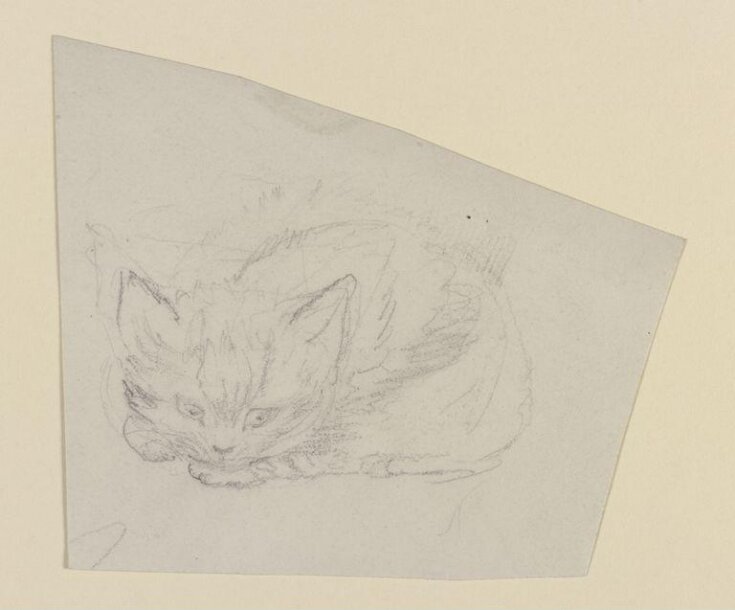 Study of a kitten top image