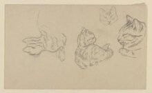 Studies of a kitten thumbnail 1