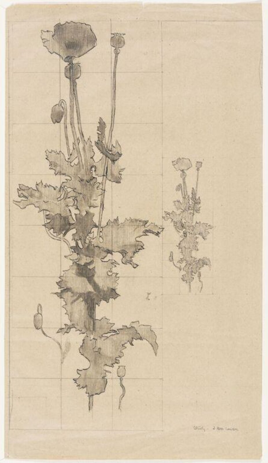 Drawing