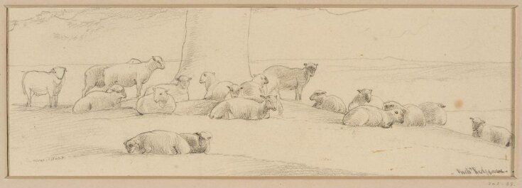 Study of sheep top image