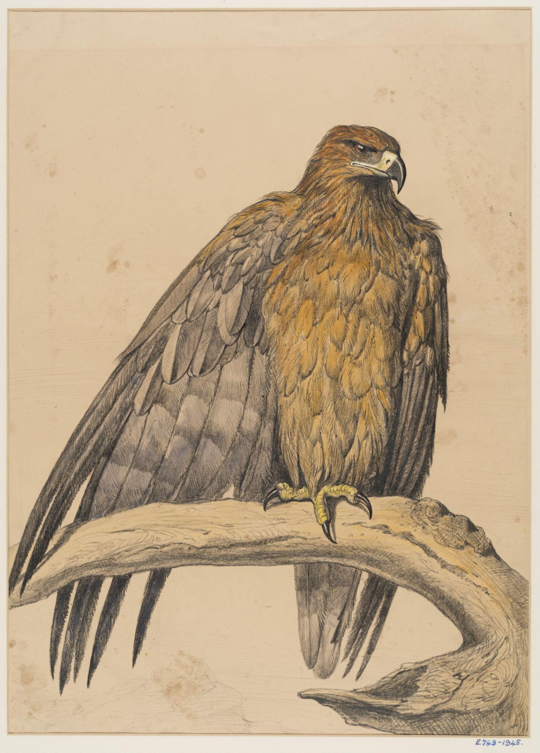 Drawing, Ernest Griset, second half of the 19th century