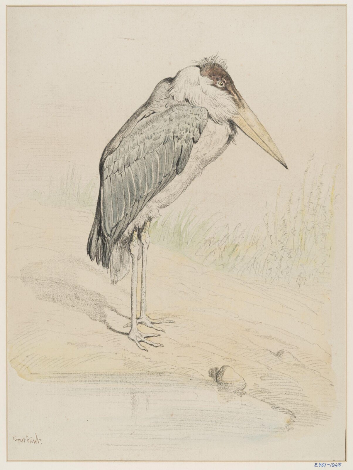 Marabou Stork, Ernest Griset, second half 19th century
