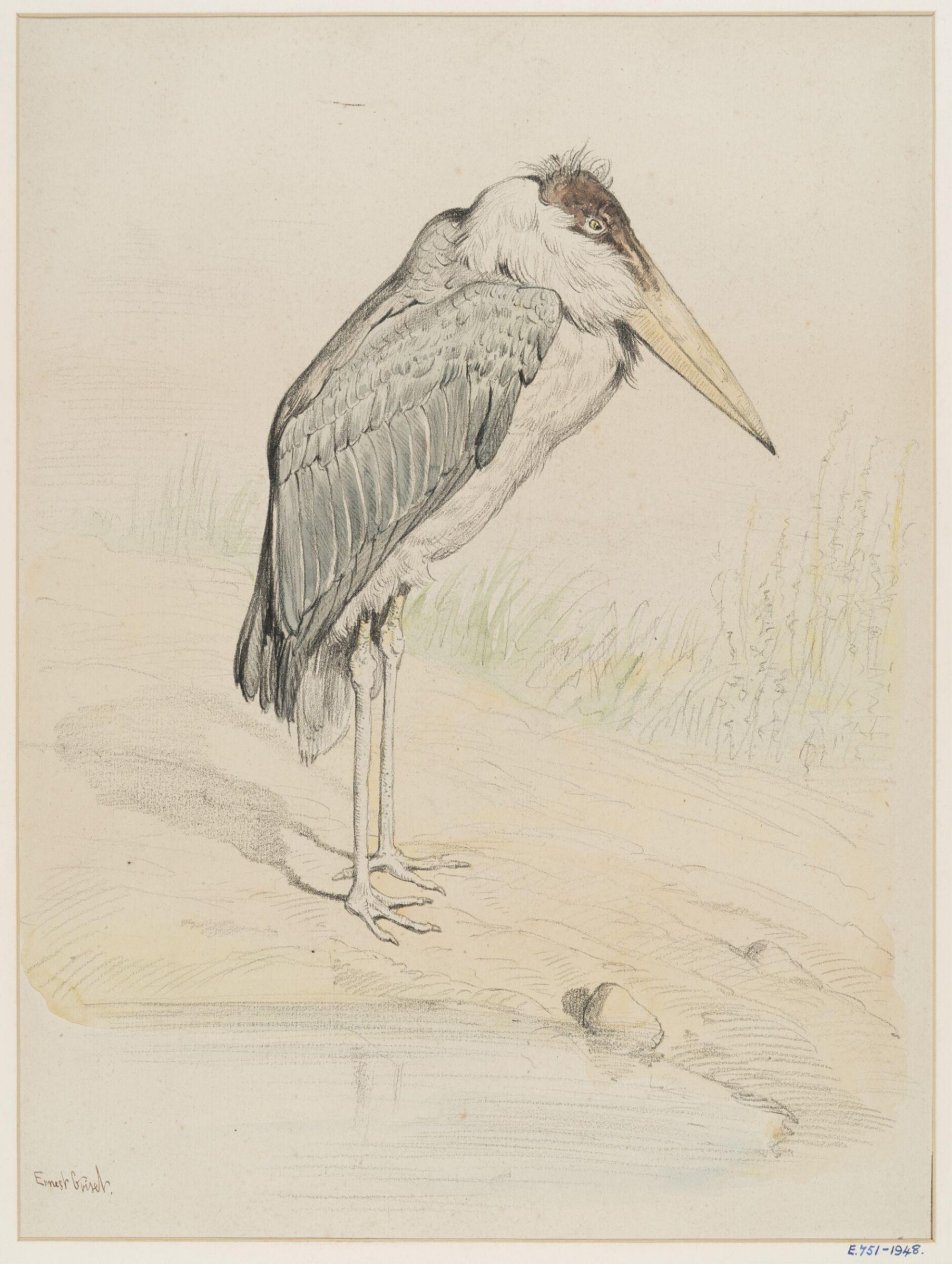 Marabou Stork, Ernest Griset, second half 19th century