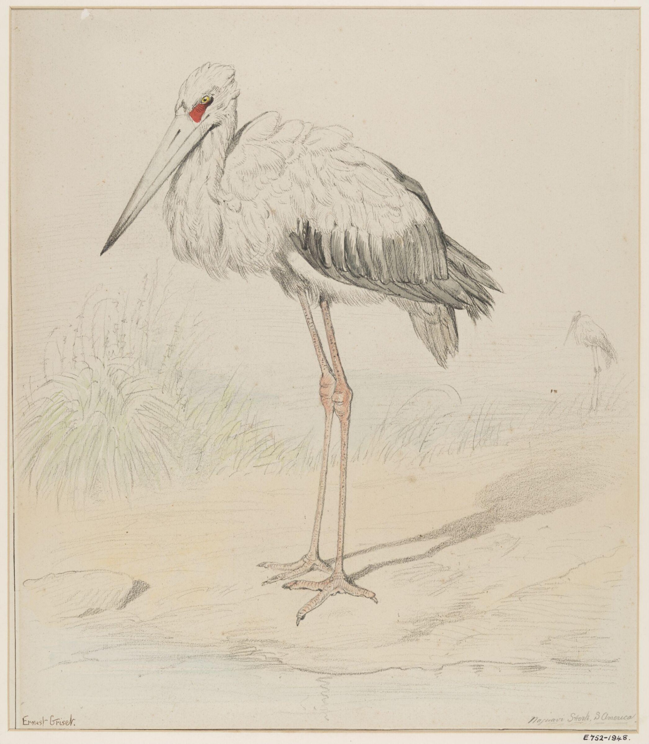 Naguavi Stork, Ernest Griset, second half of the 19th century