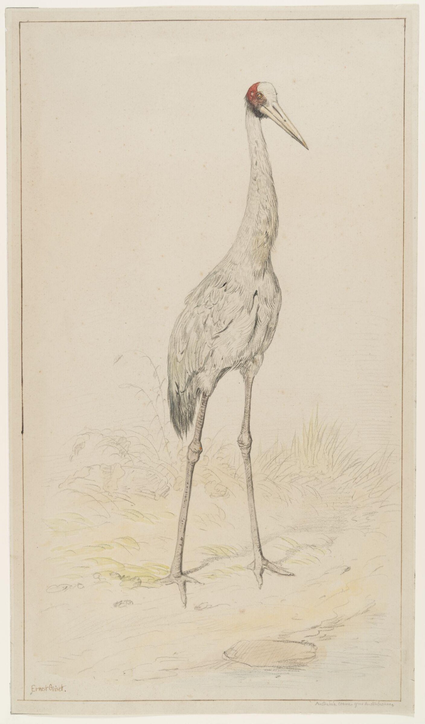 Australian Crane, Ernest Griset, second half of the 19th century