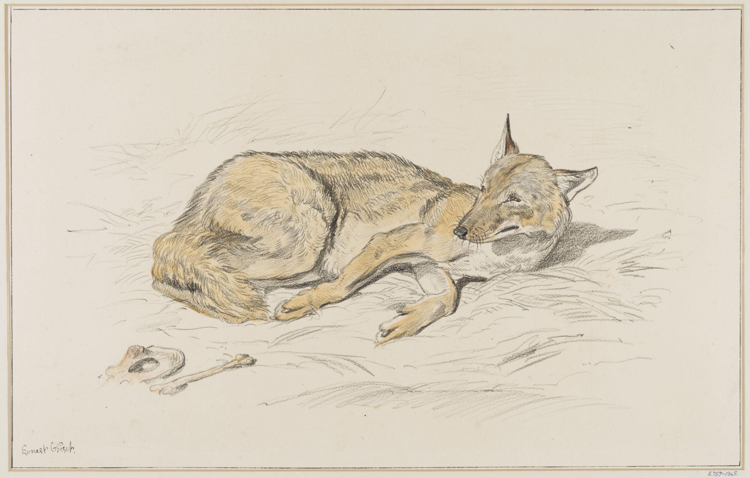 Common Wolf, Ernest Griset, second half of the 19th century