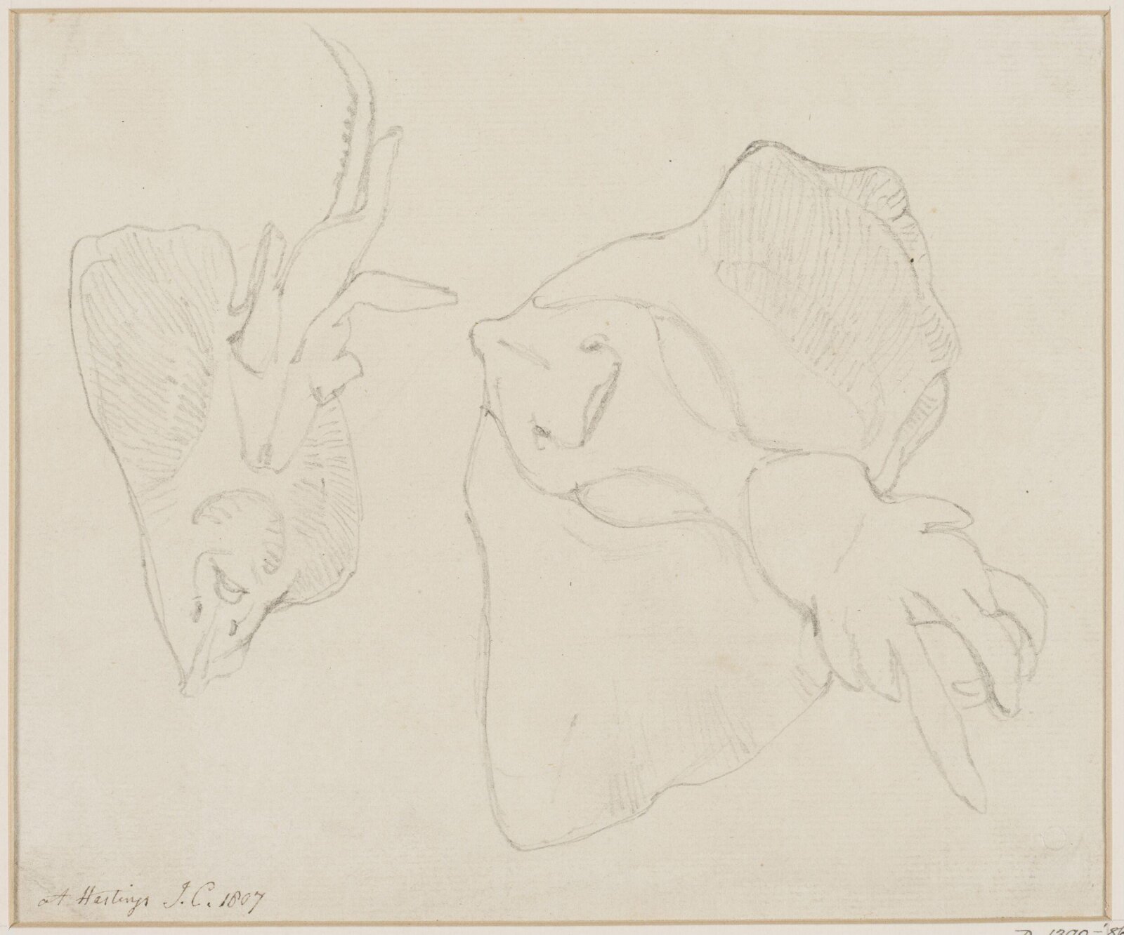 Drawing