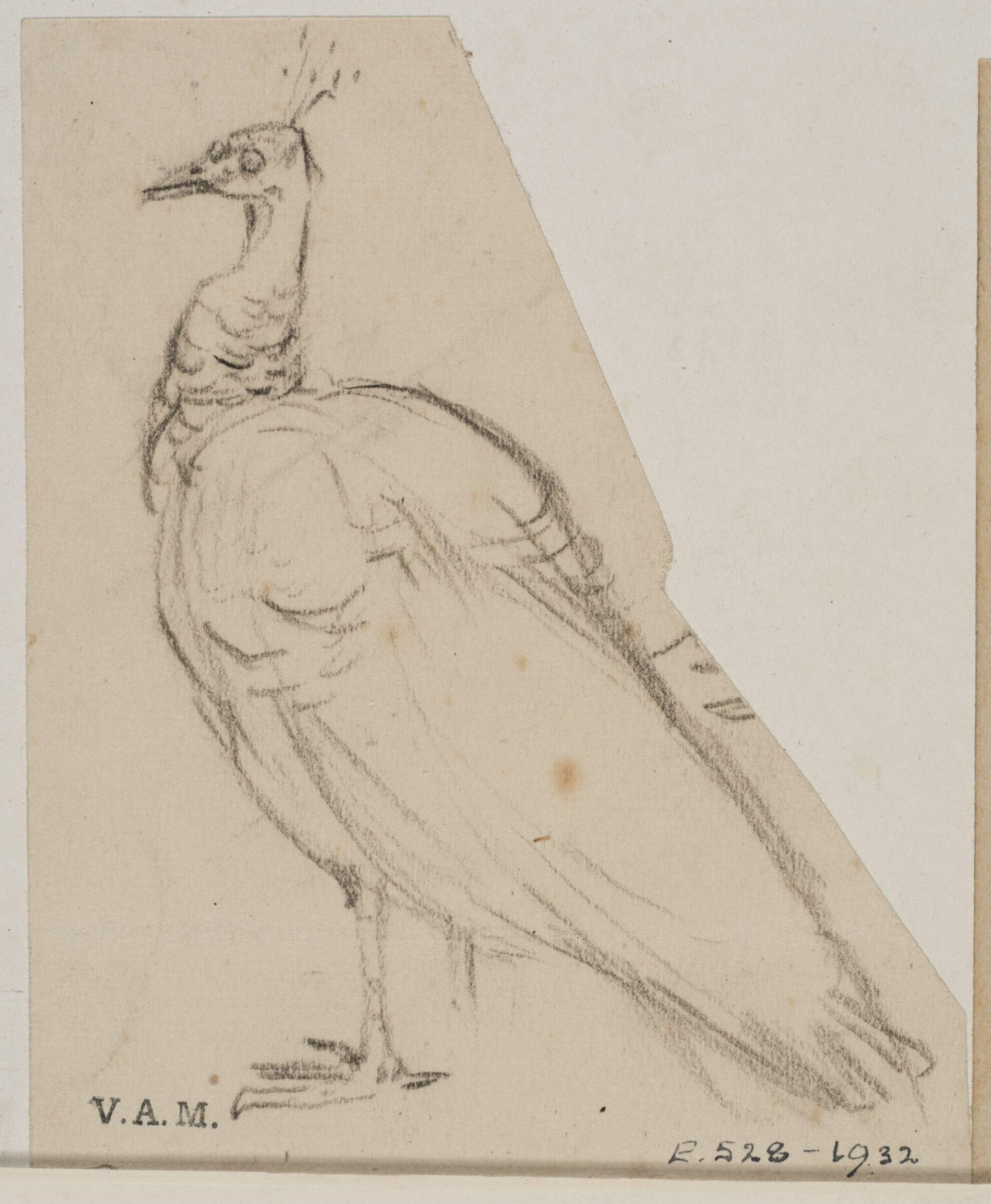 Animals drawn from memory, Herbert Cole, ca. 1890-1929
