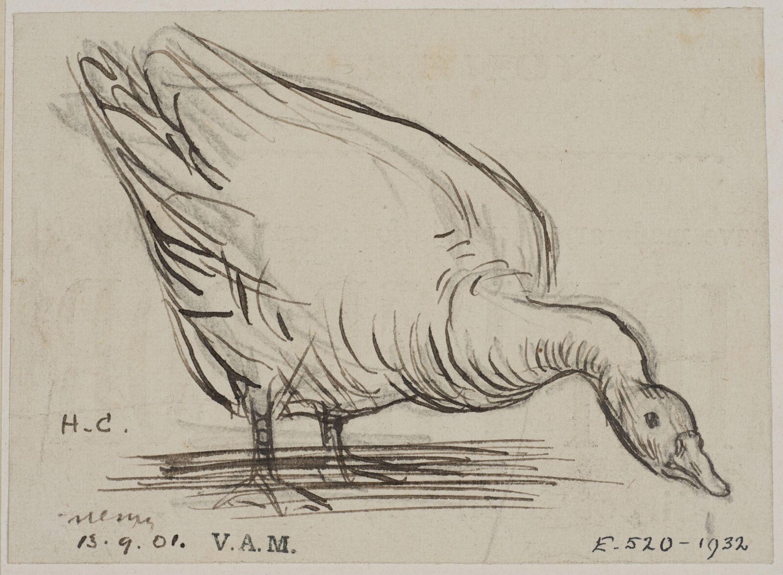 Animals drawn from memory, Herbert Cole, ca. 1890-1929